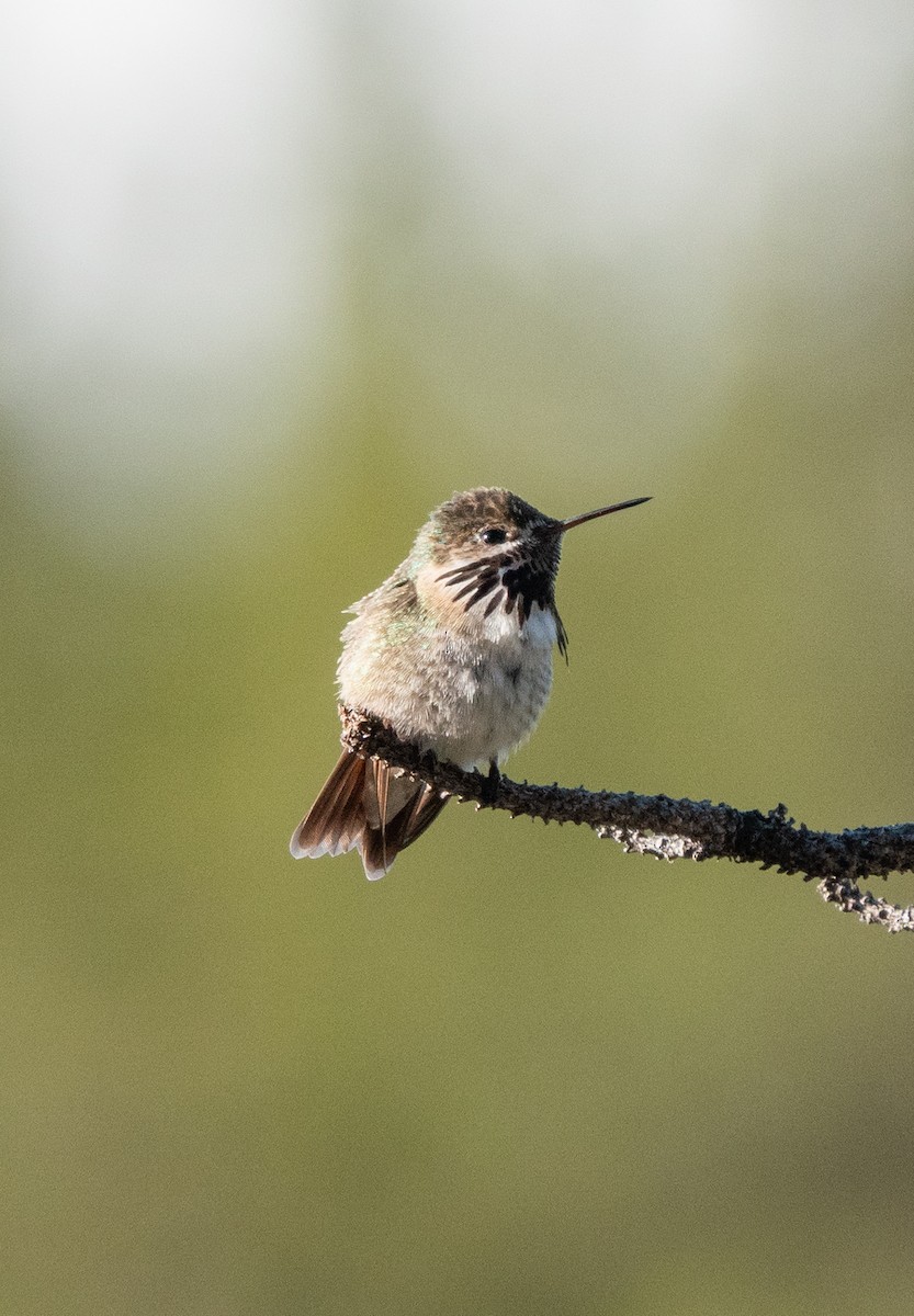 Calliope Hummingbird - ML646585147