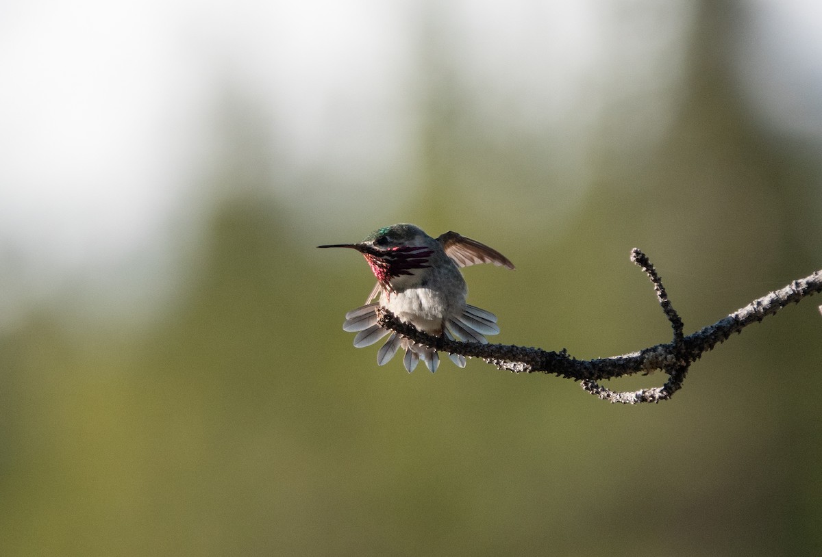 Каліопа - ML646585148