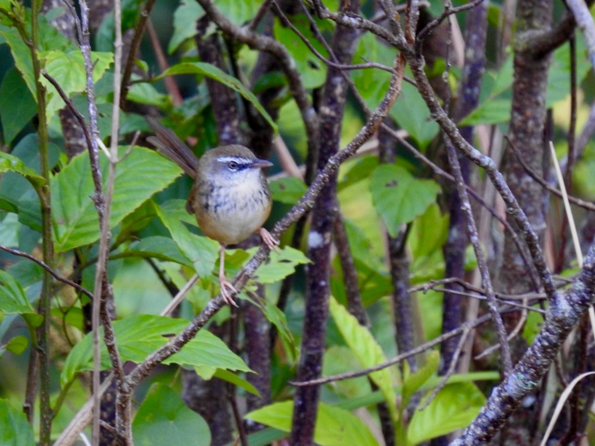 Hill Prinia - ML646585149