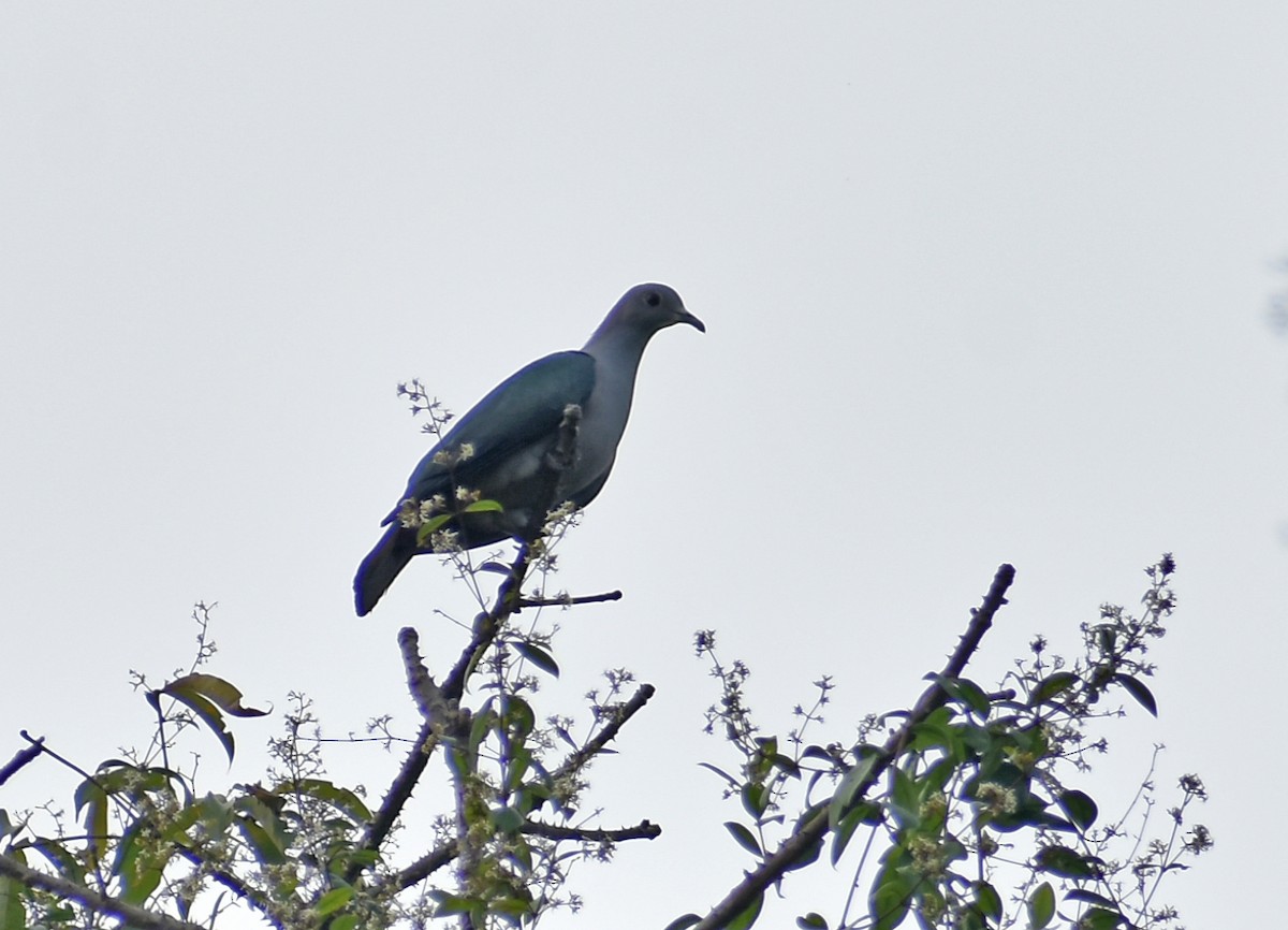 Carpophage de Pauline - ML646585150