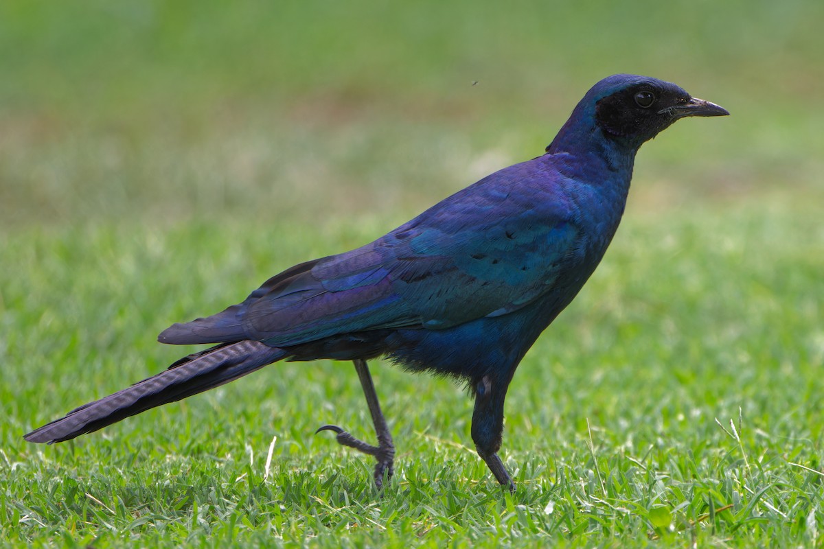 Burchell's Starling - ML646585151