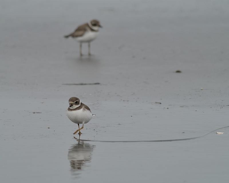 Semipalmated Plover - ML646585158