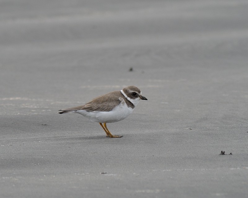 Semipalmated Plover - ML646585159