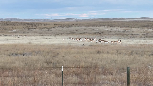 American Pronghorn - ML646585161