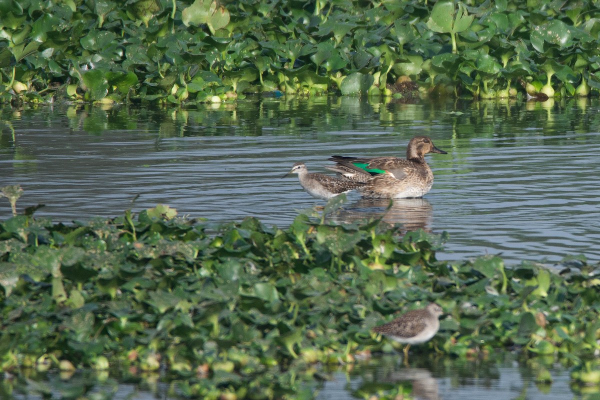 Чирянка мала - ML646585163