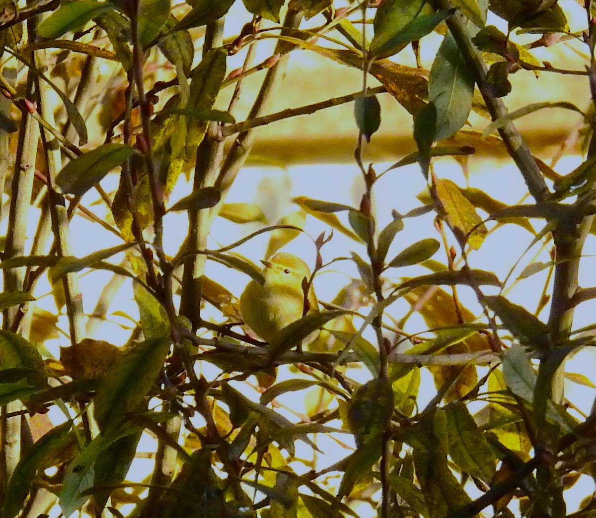 Вівчарик-ковалик - ML646585165