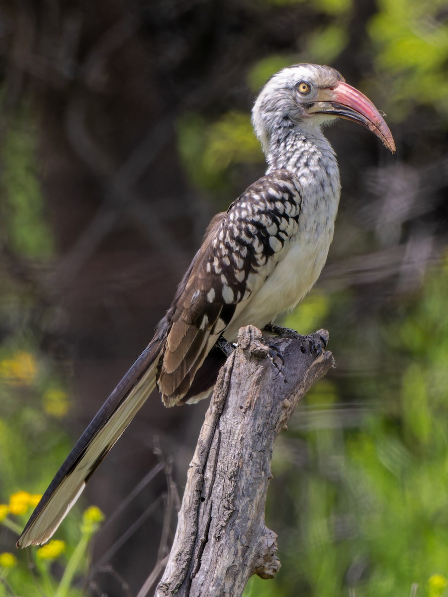 Southern Red-billed Hornbill - ML646585167