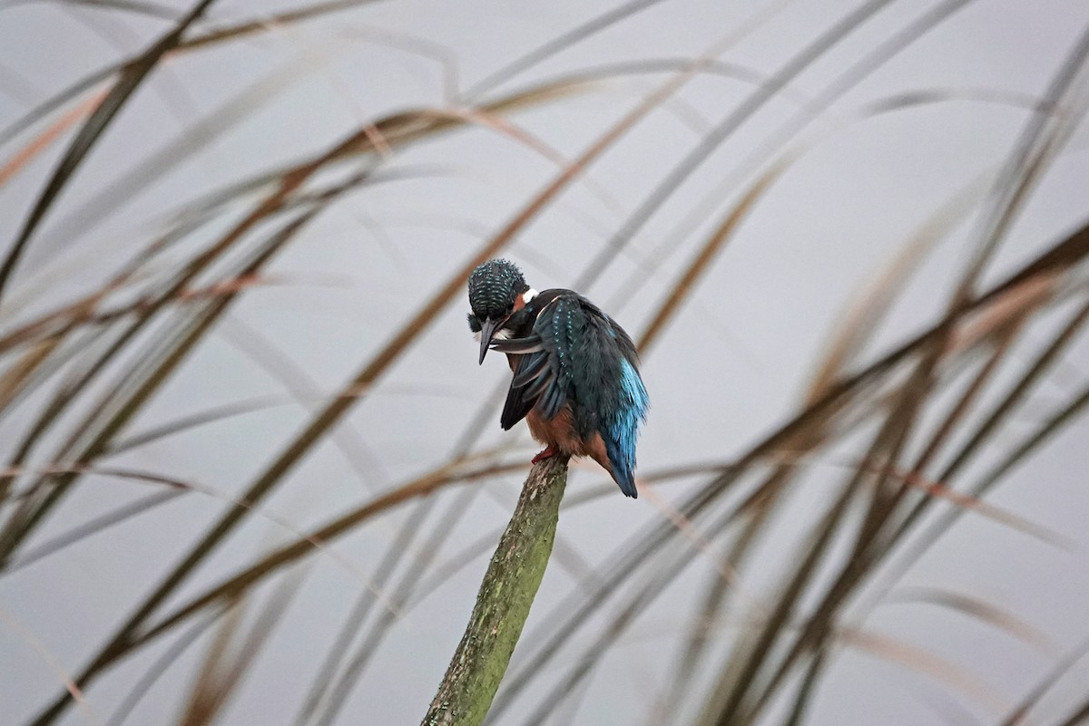 Рибалочка блакитний - ML646585169