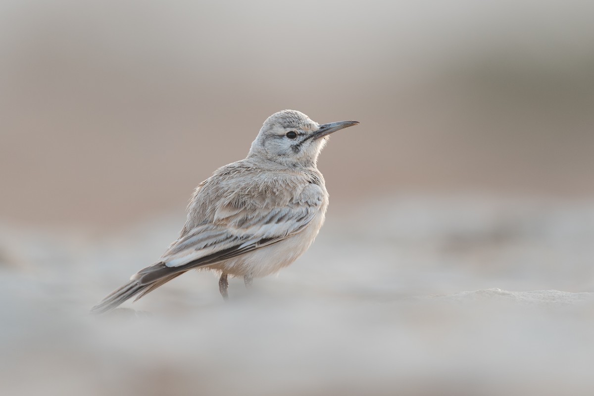 Пікір великий [група alaudipes] - ML646585170