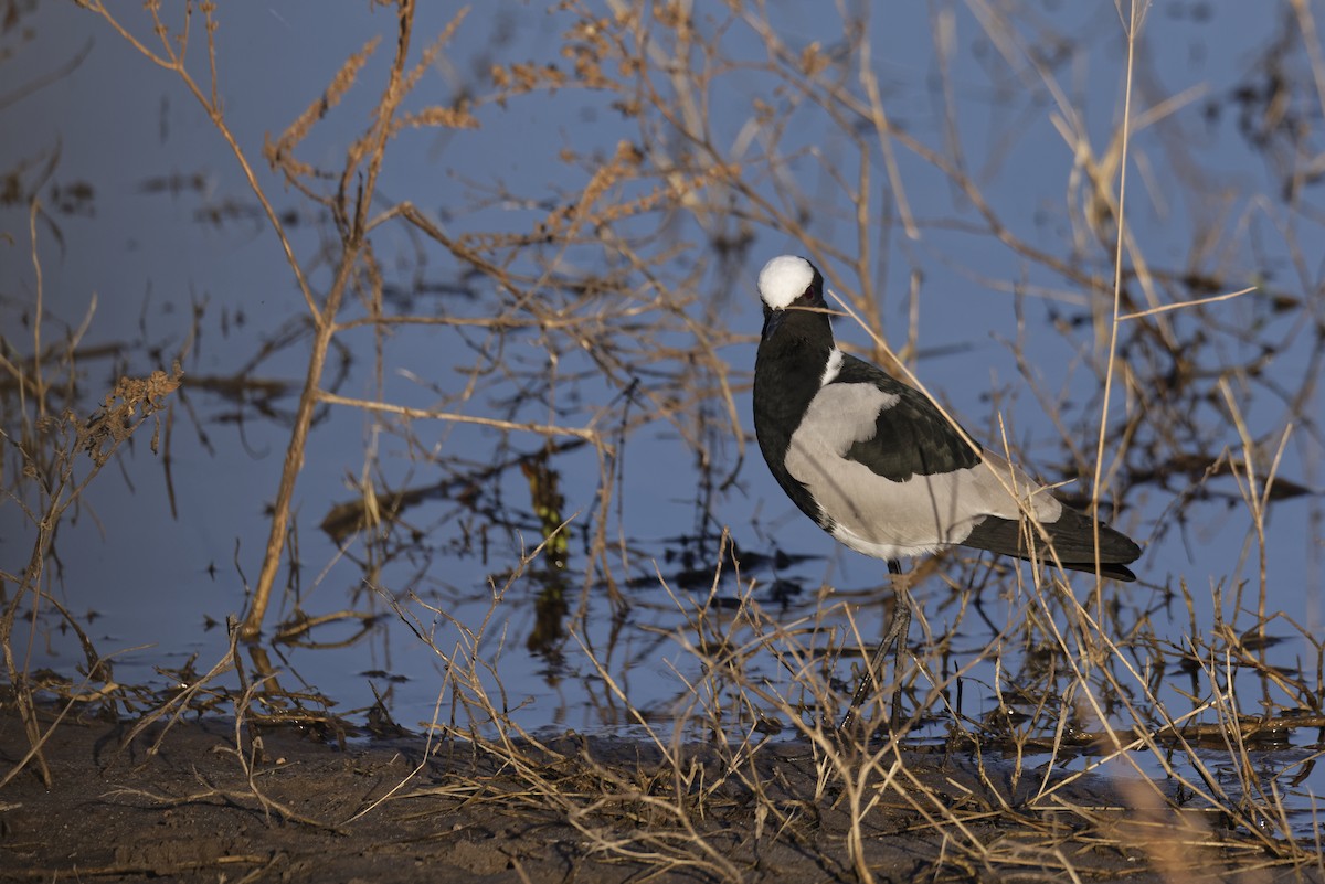 Чайка строката - ML646585171