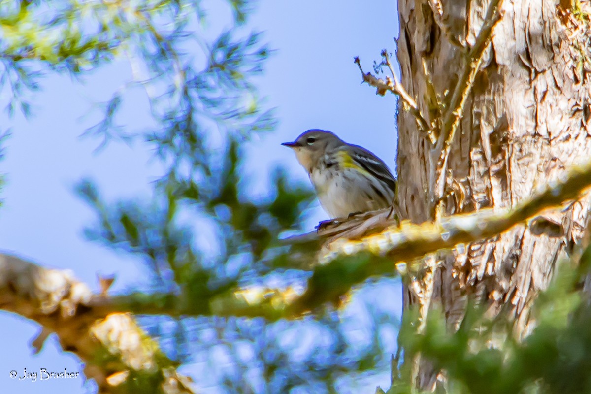 Пісняр-лісовик жовтогузий (підвид coronata) - ML646585172