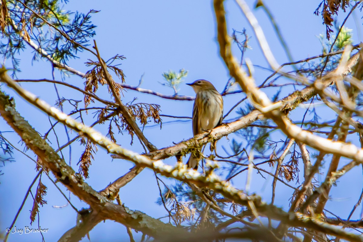Пісняр-лісовик жовтогузий (підвид coronata) - ML646585173