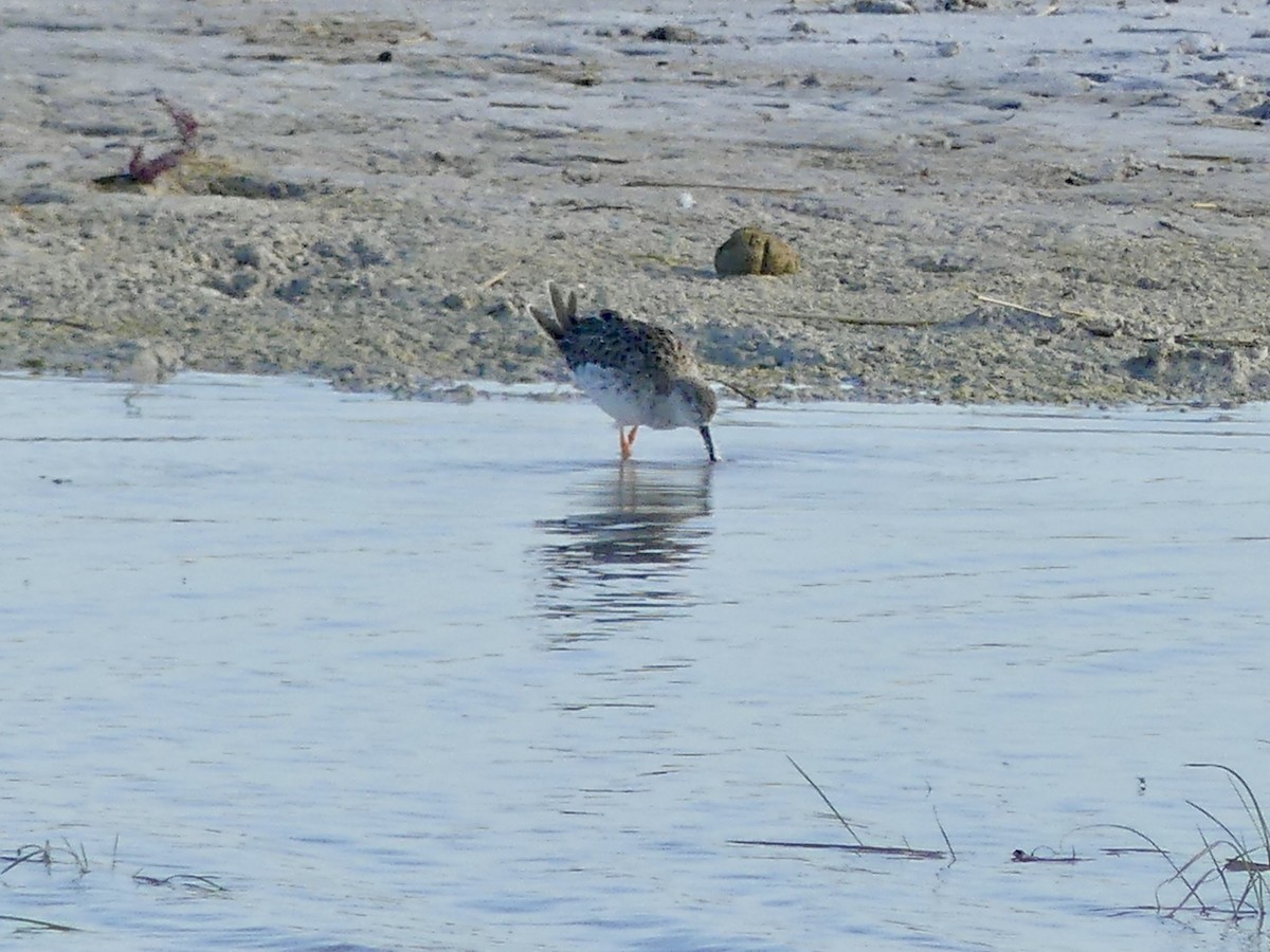 Брижач - ML646585174