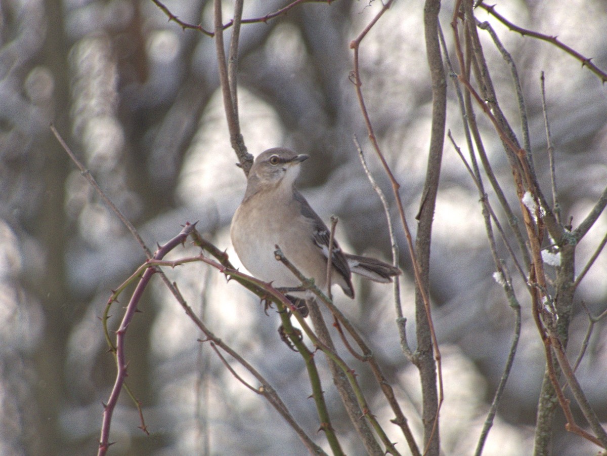 Пересмішник багатоголосий - ML646585175