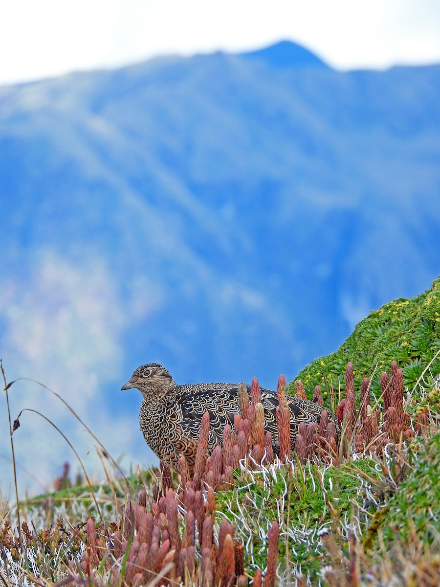 Атагіс рудочеревий - ML646585177