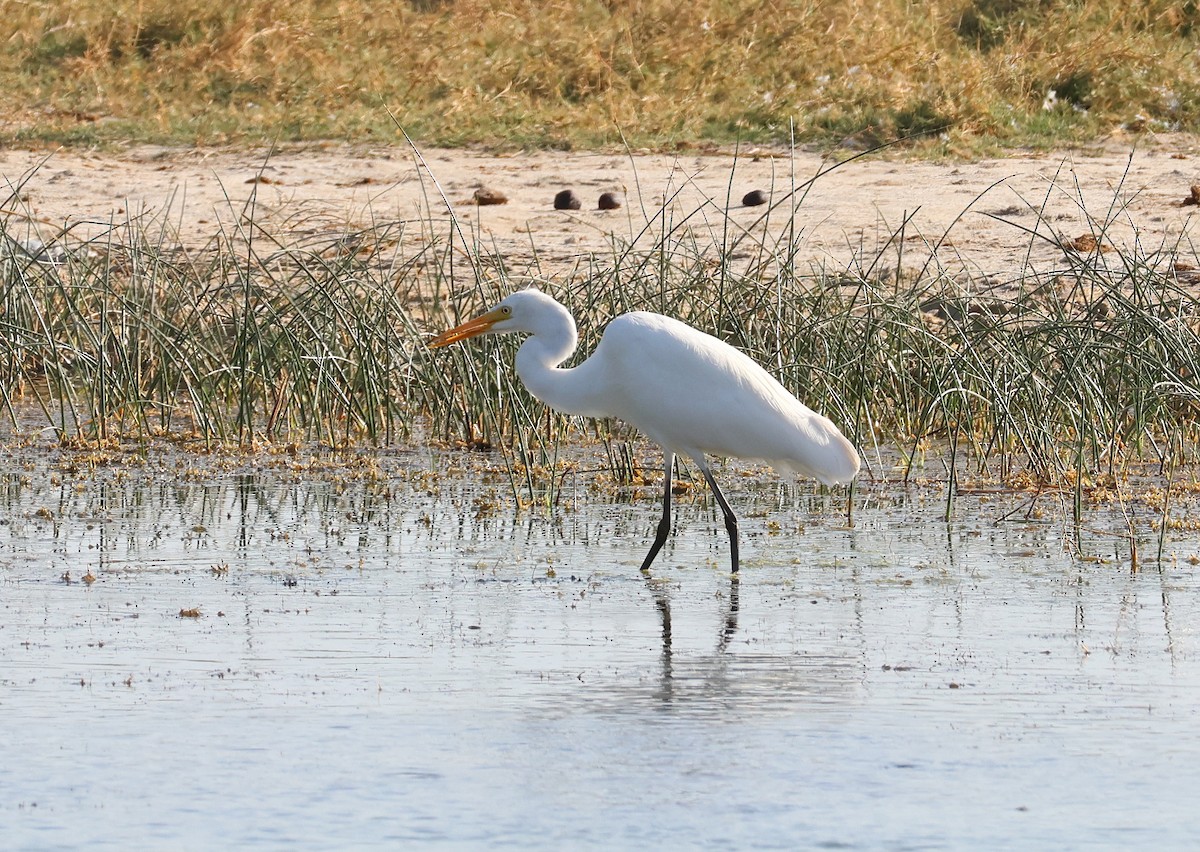 Yellow-billed/Medium Egret - ML646585179