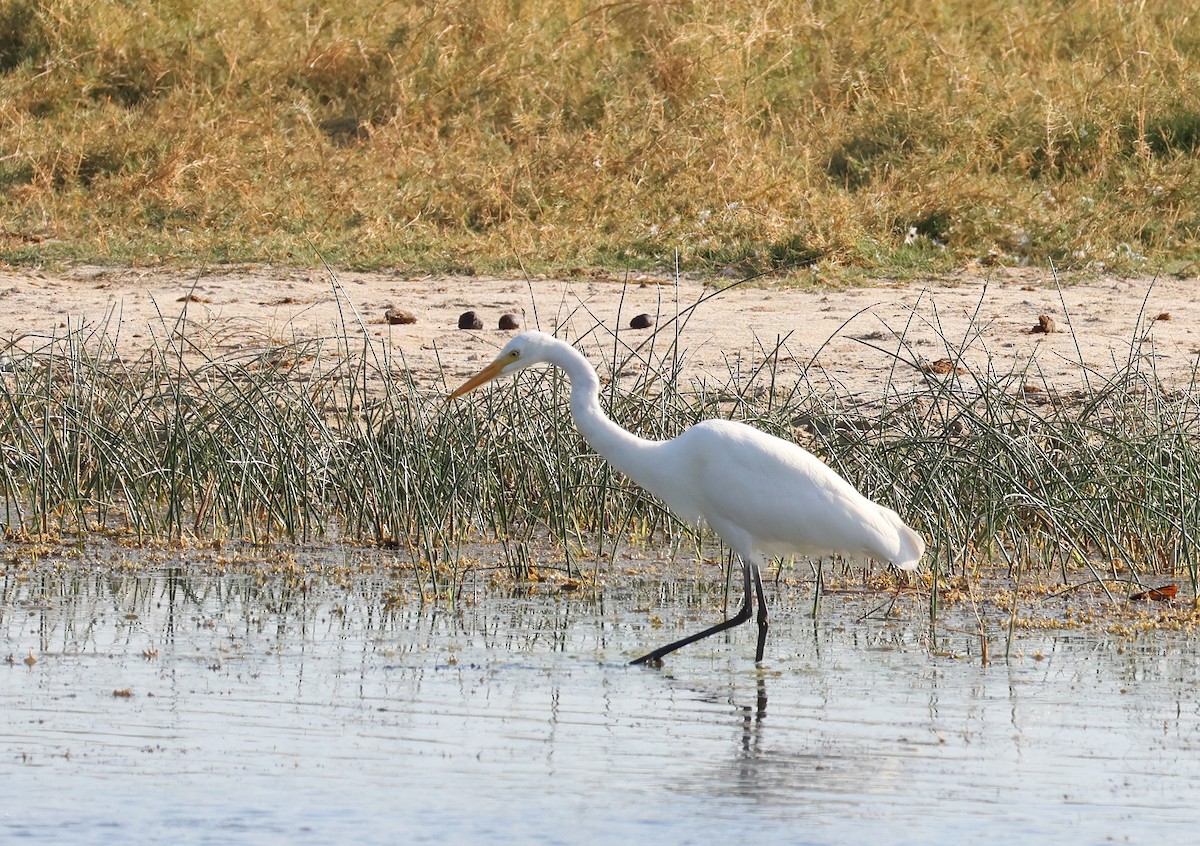Yellow-billed/Medium Egret - ML646585180