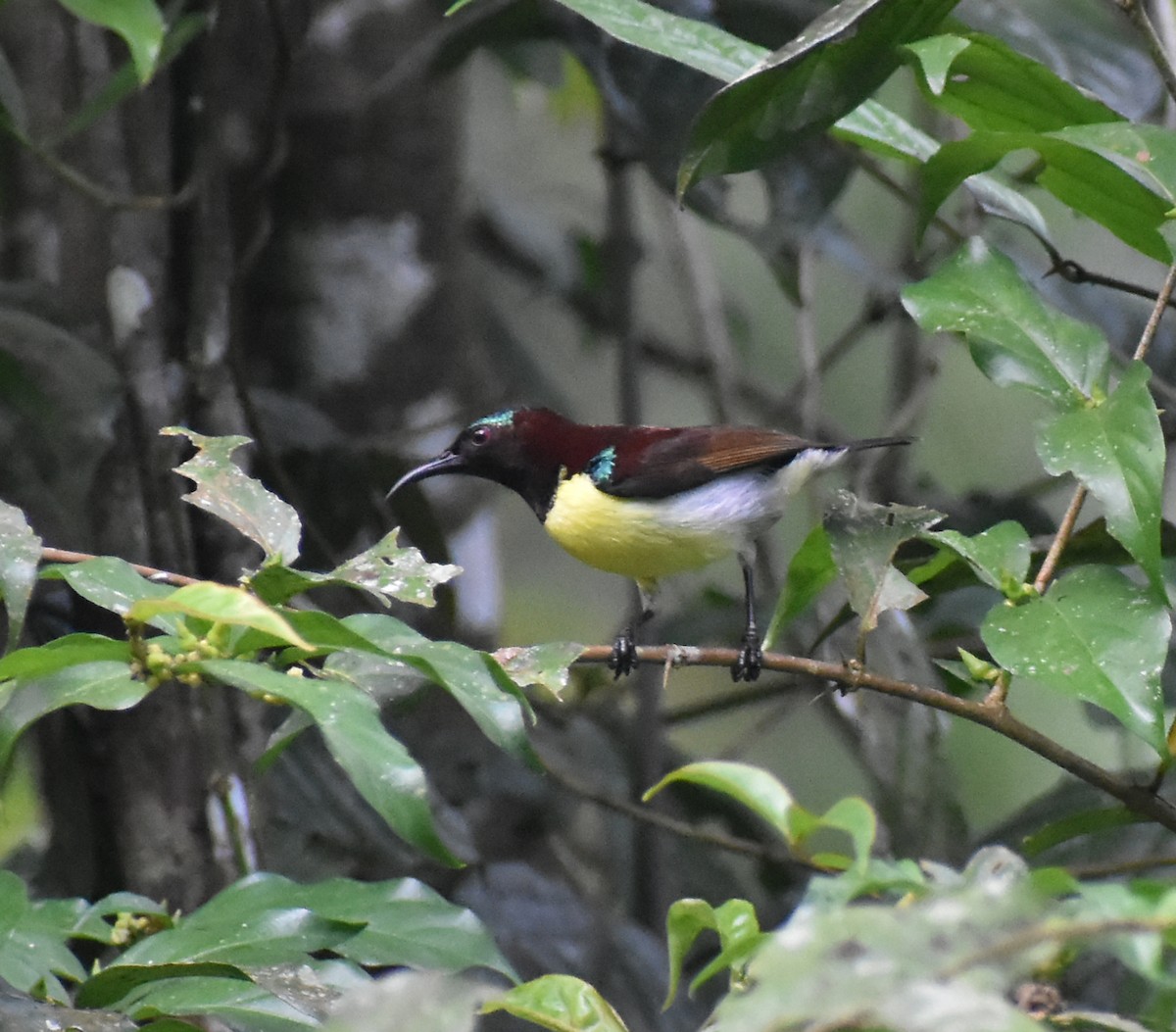 Нектаринка лимонногруда - ML646585181