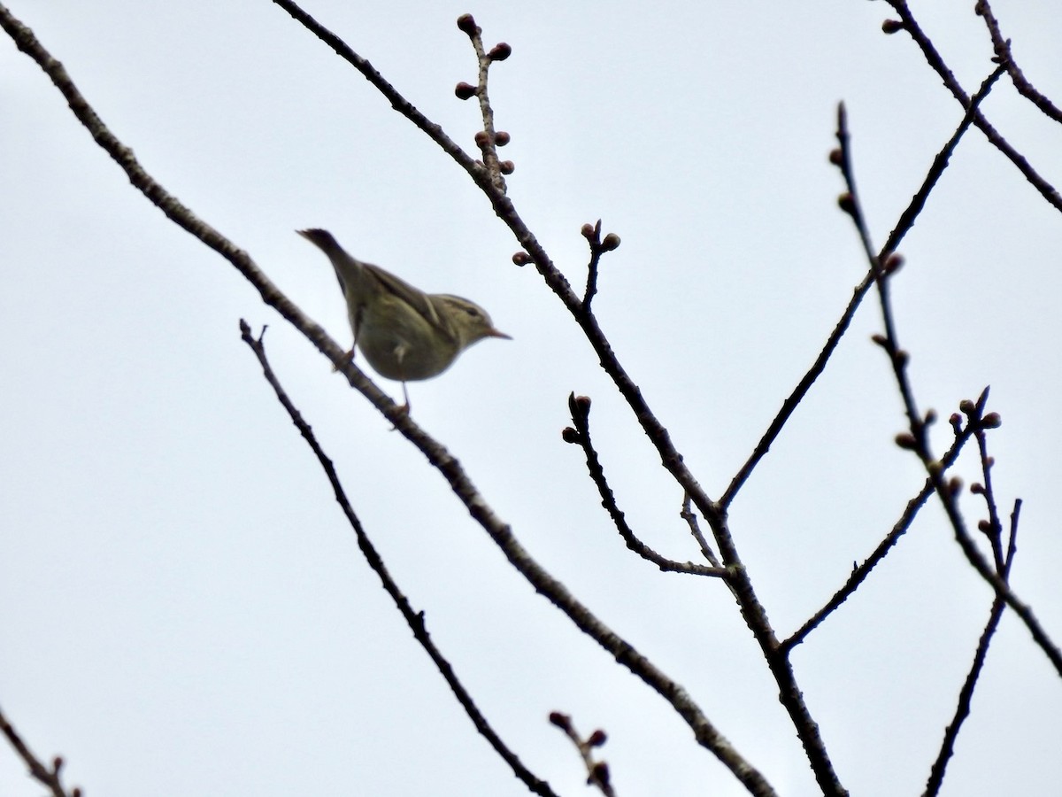Вівчарик золотомушковий - ML646585182