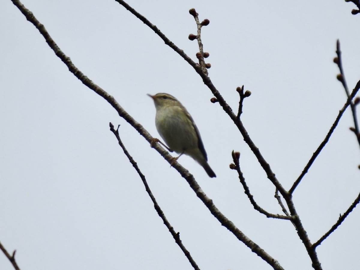 Вівчарик золотомушковий - ML646585184