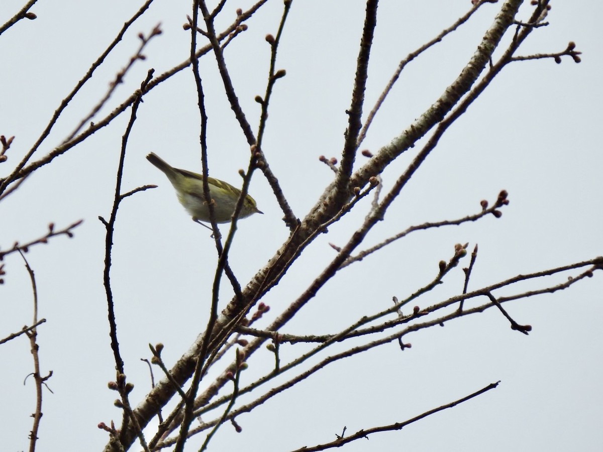 Вівчарик золотомушковий - ML646585185