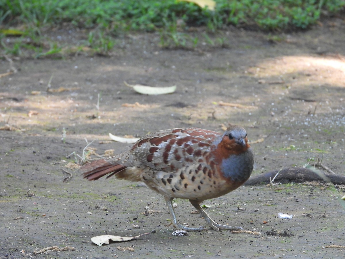 Chinese Bamboo-Partridge - ML646585186