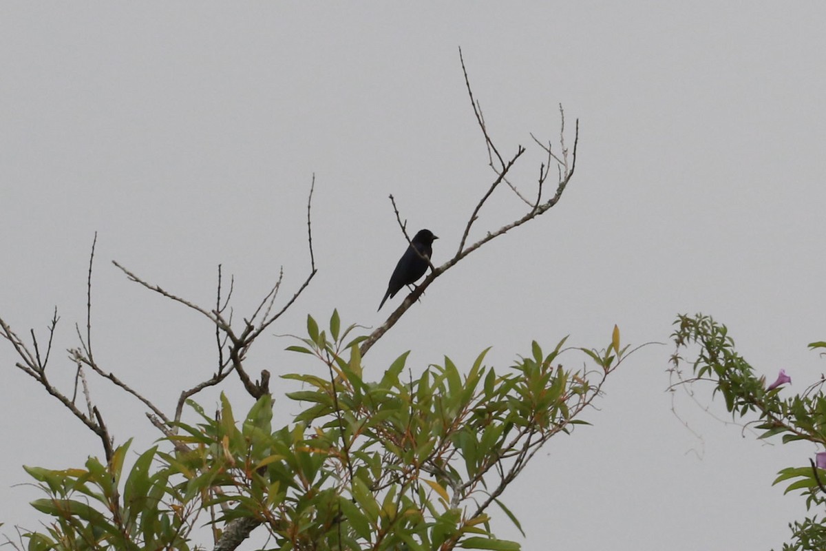 Вашер синій - ML646585188