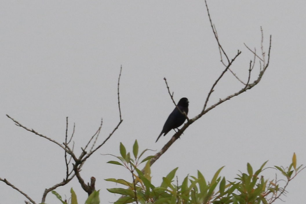 Вашер синій - ML646585189