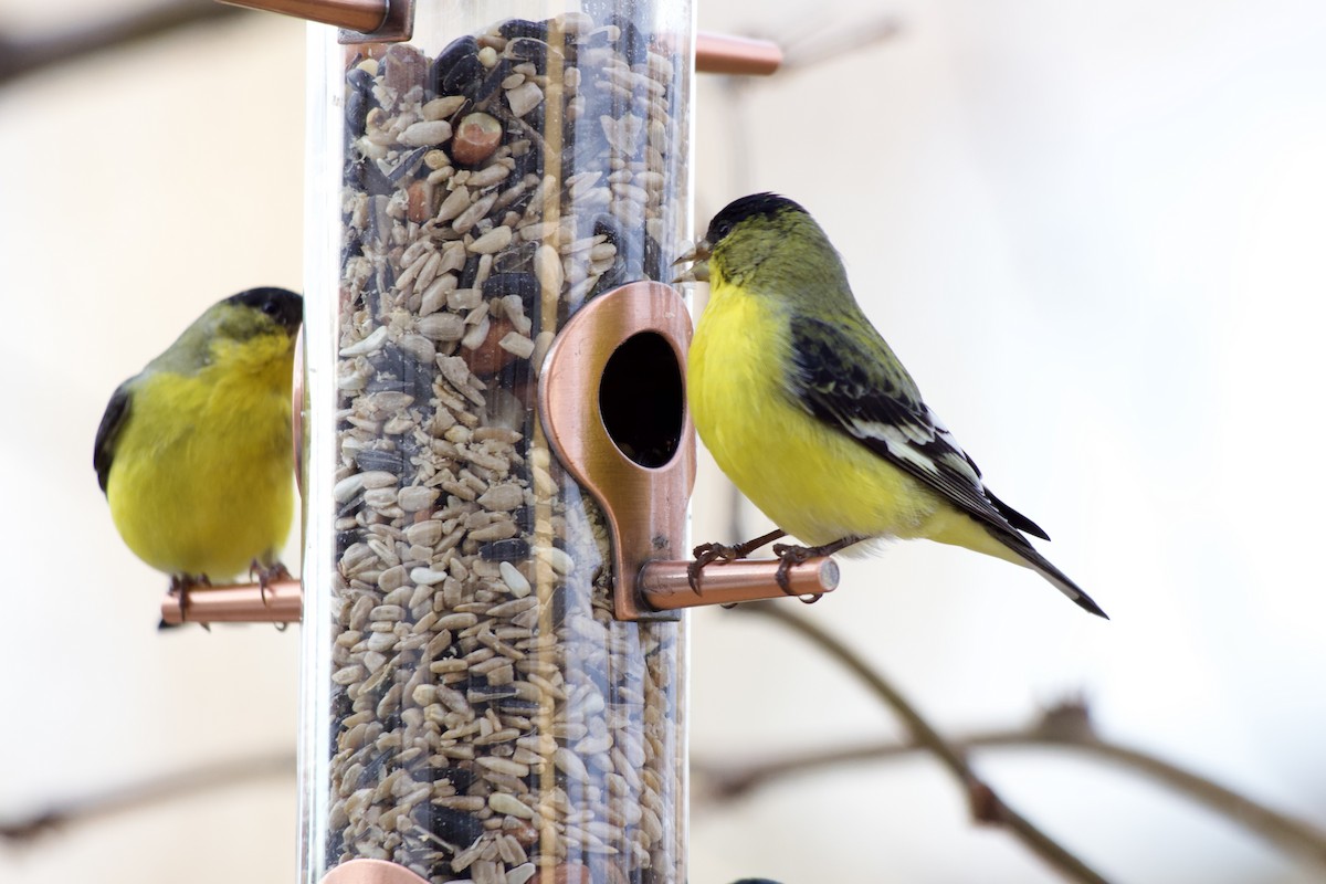 Чиж малий - ML646585190