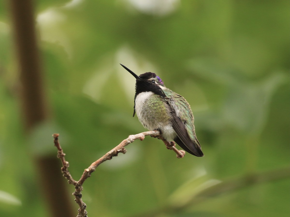 Costa's Hummingbird - ML646585191