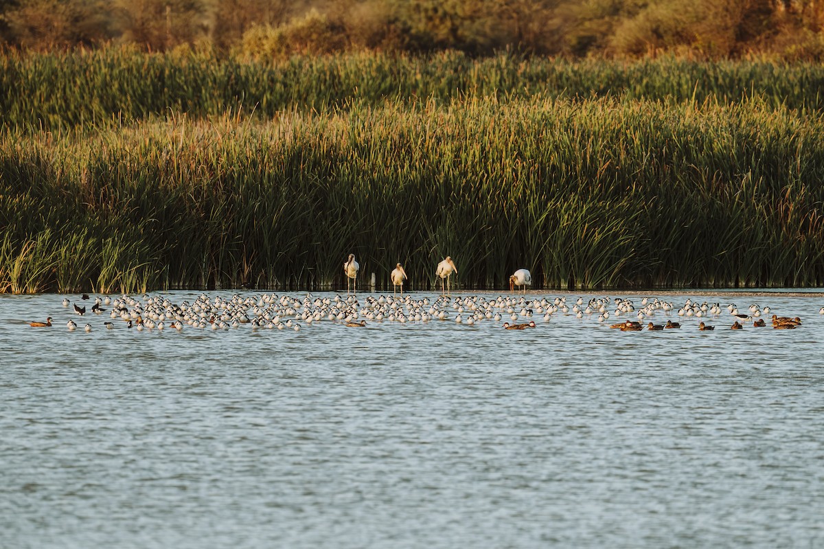 Black-necked Stilt - ML646585193