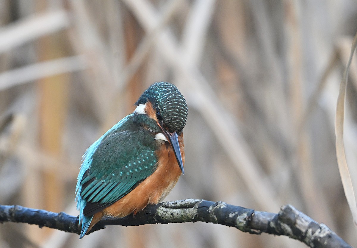 Рибалочка блакитний - ML646585196