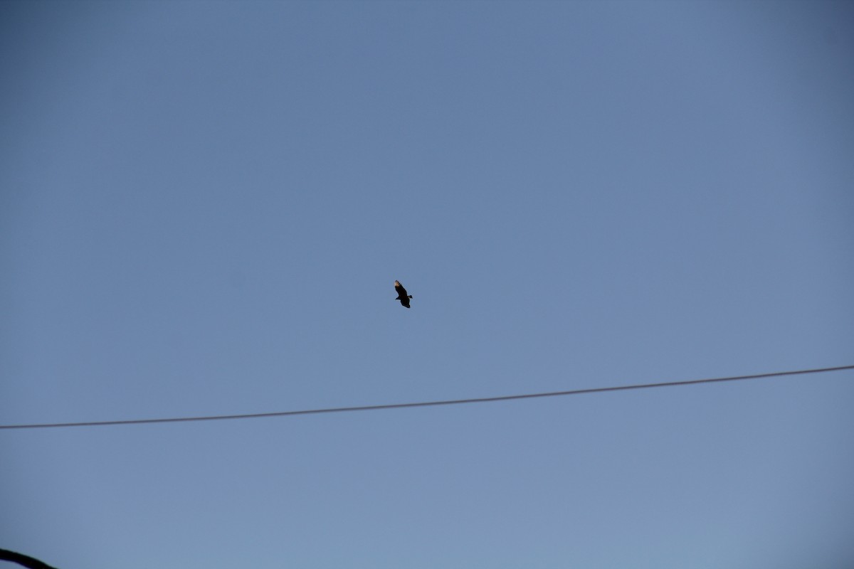 Катарта чорна - ML646585197