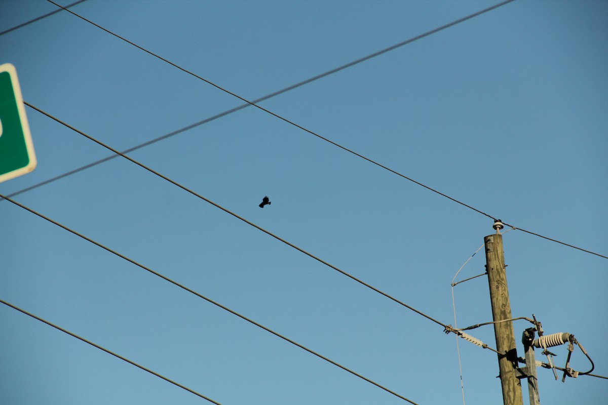 Катарта чорна - ML646585198