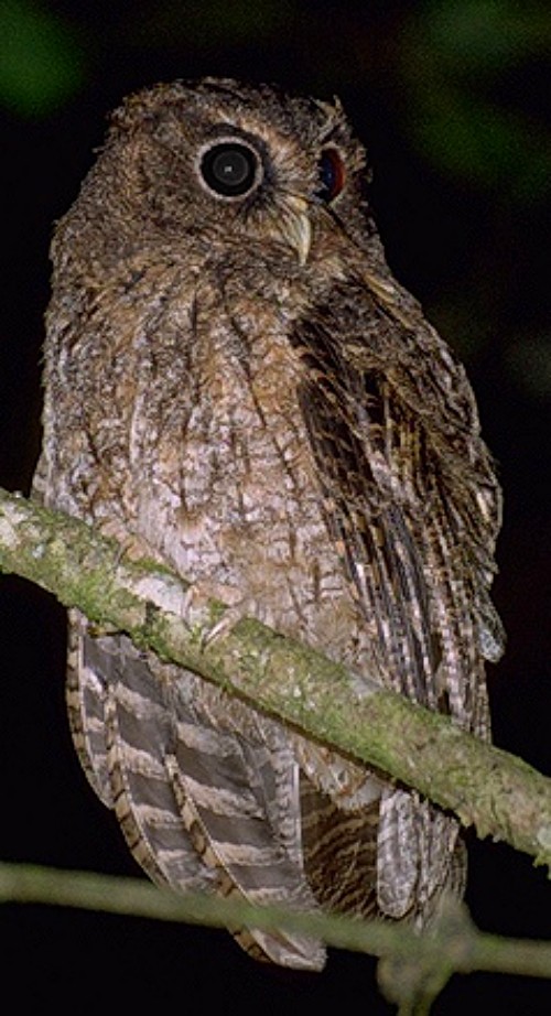 Сплюшка андська - ML646585200