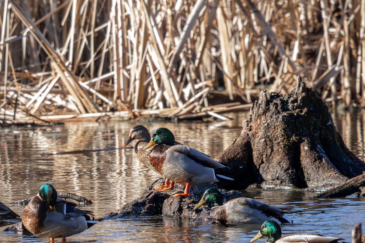 Mallard - ML646585203