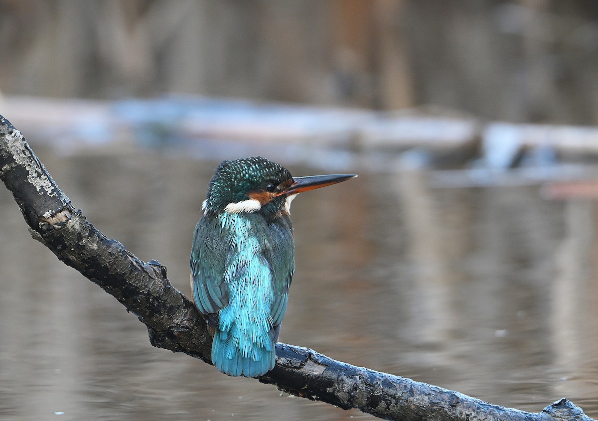 Common Kingfisher - ML646585215