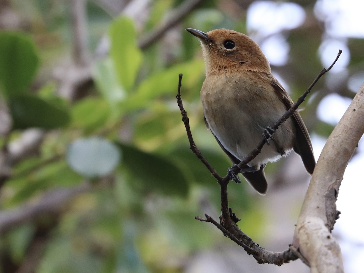 Oahu Elepaio - ML646585216