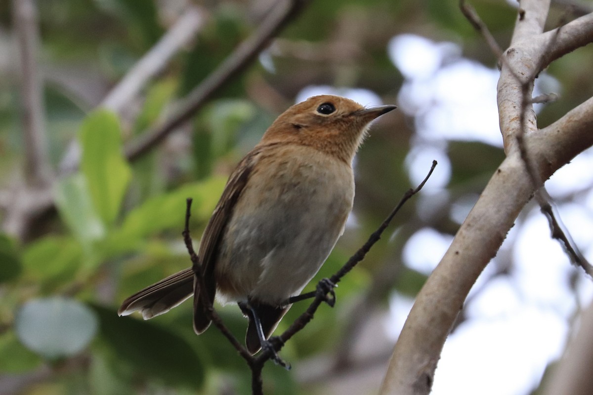 Oahu Elepaio - ML646585217