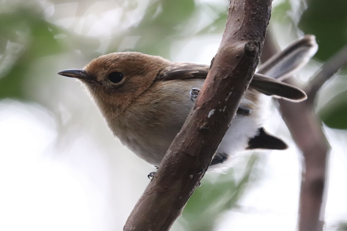 Oahu Elepaio - ML646585218