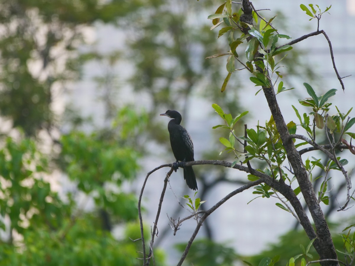 Kleinscharbe - ML646585220