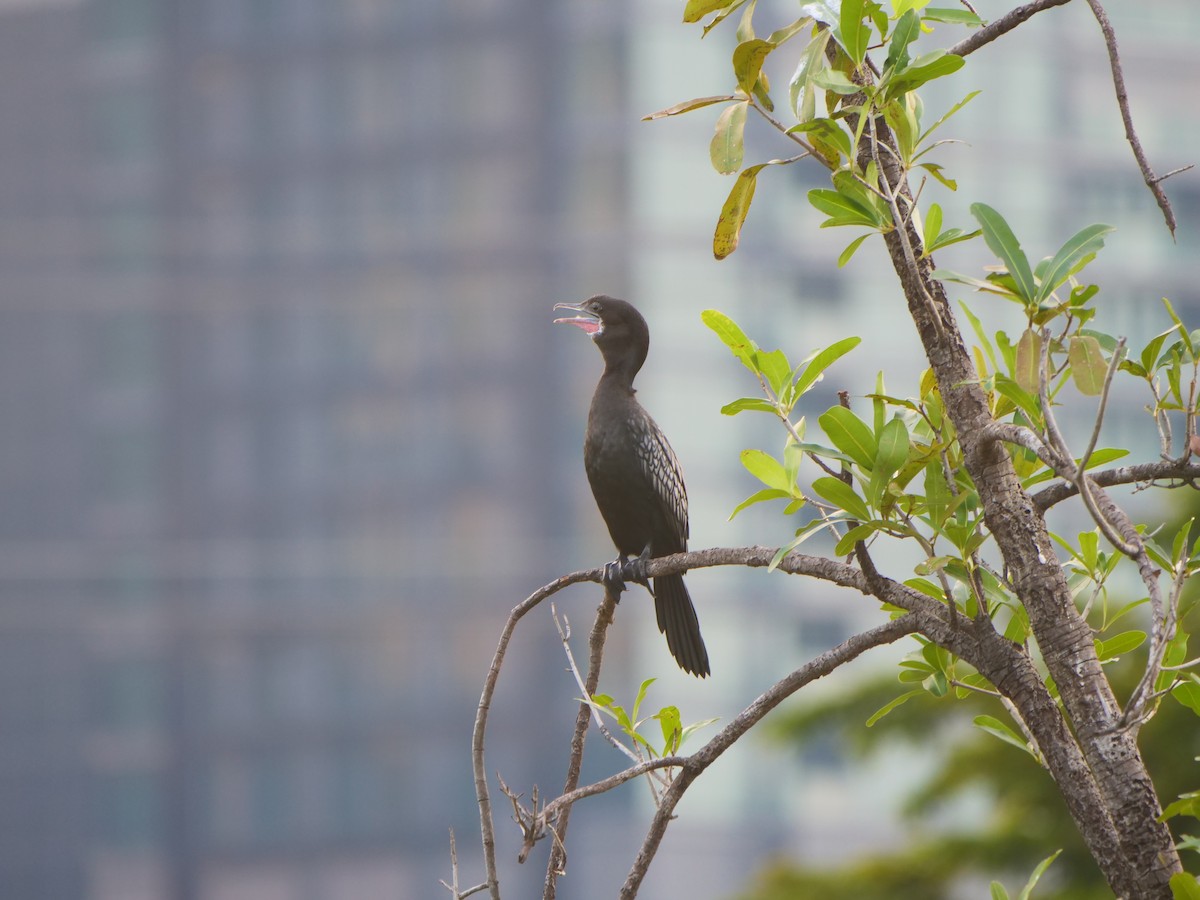 Cormoran de Vieillot - ML646585221