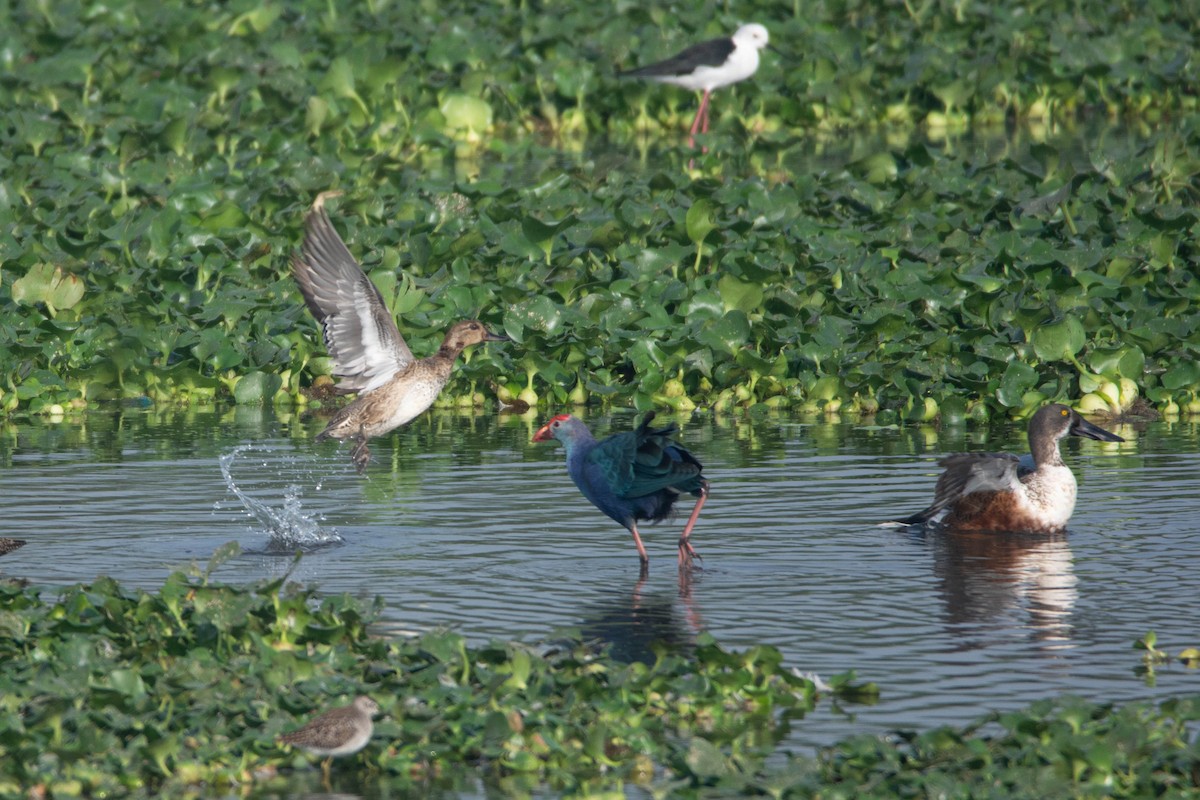 čírka obecná - ML646585223