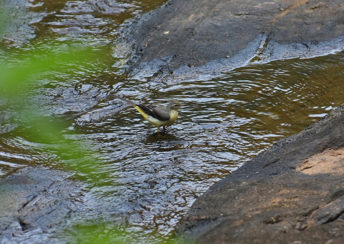 Bergeronnette des ruisseaux - ML646585224