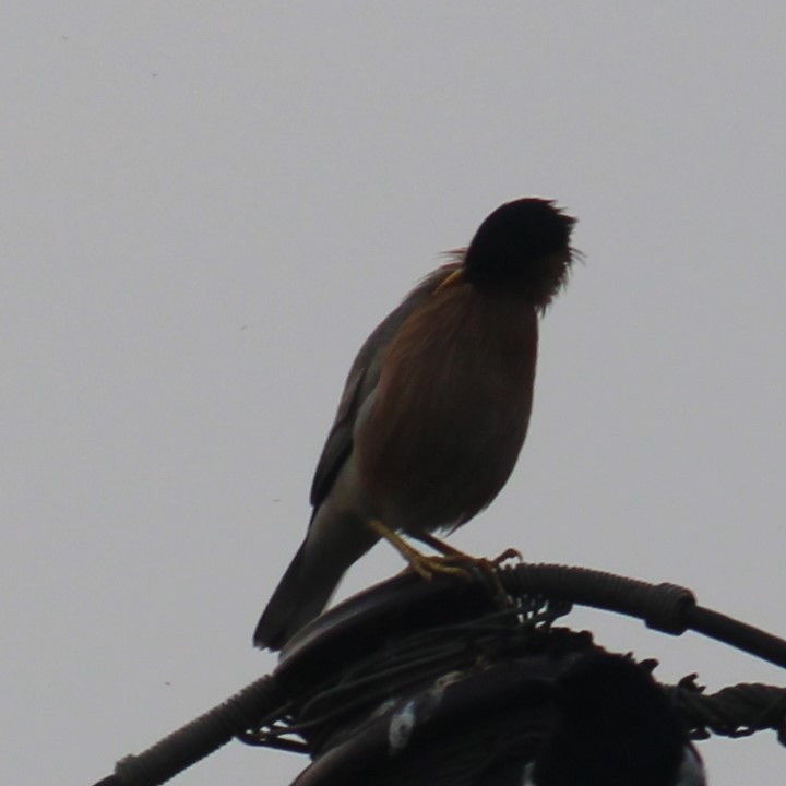 Brahminy Starling - ML646585225