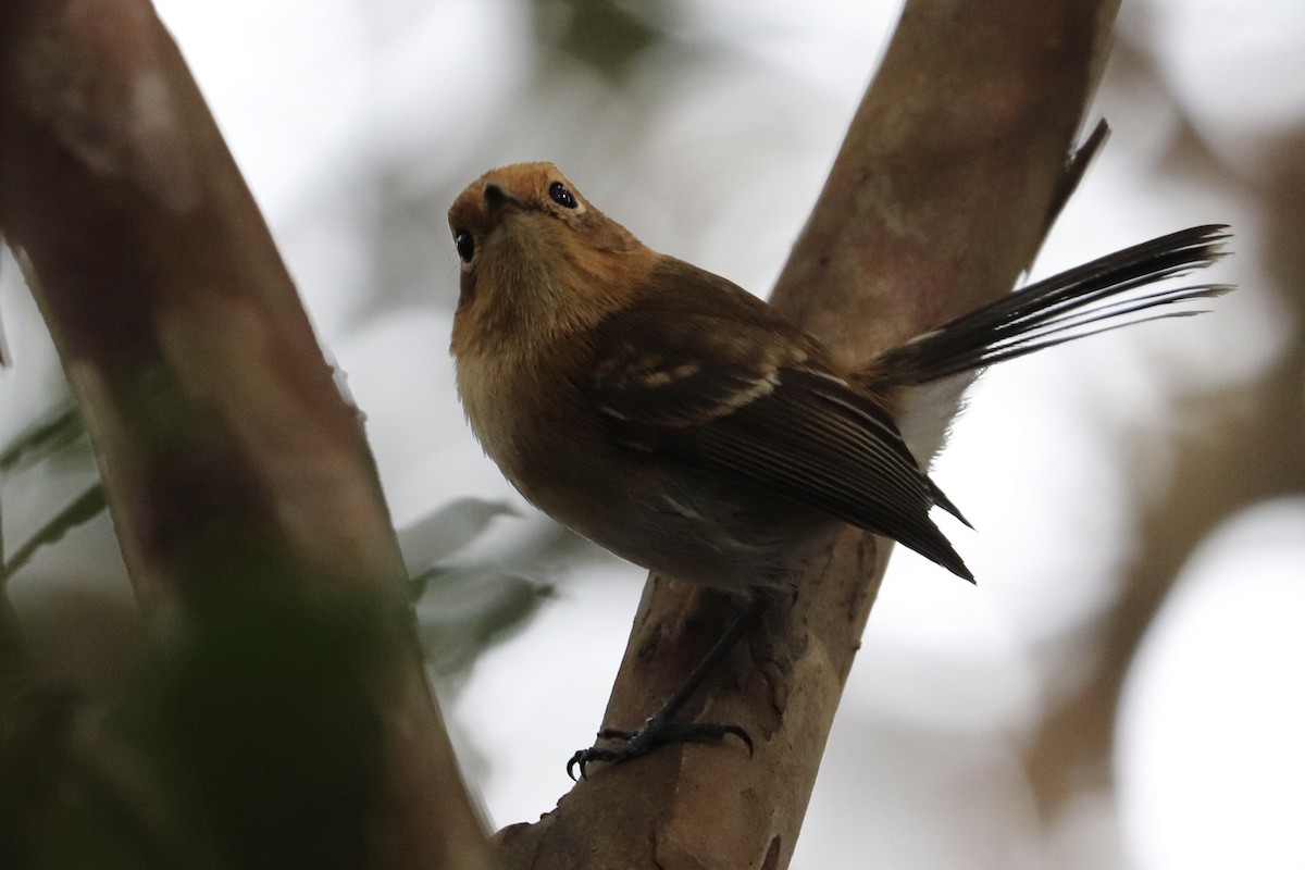 Oahu Elepaio - ML646585232