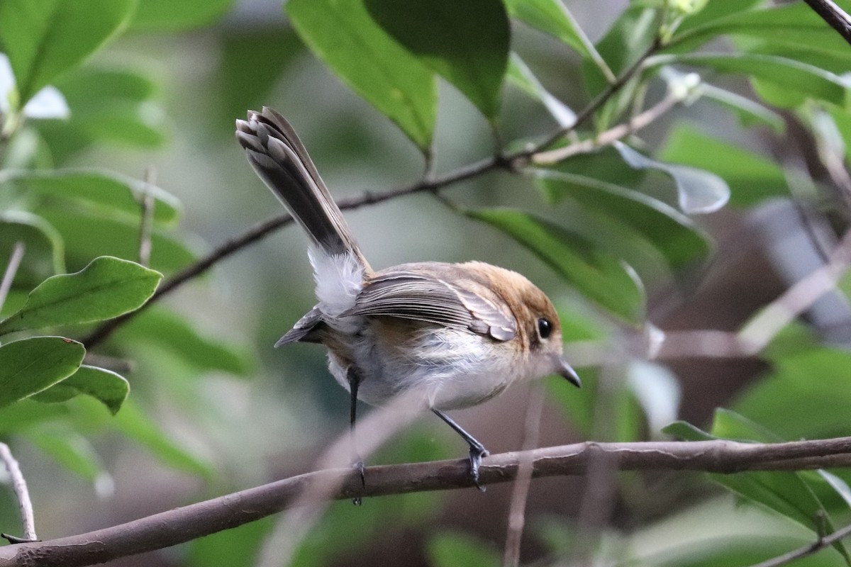Oahu Elepaio - ML646585233
