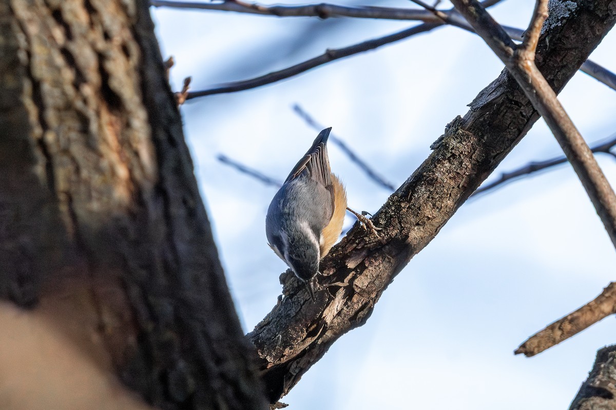 Red-breasted Nuthatch - ML646585235