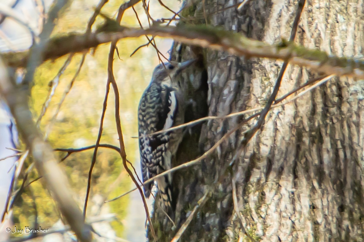 kanadasevjespett - ML646585236