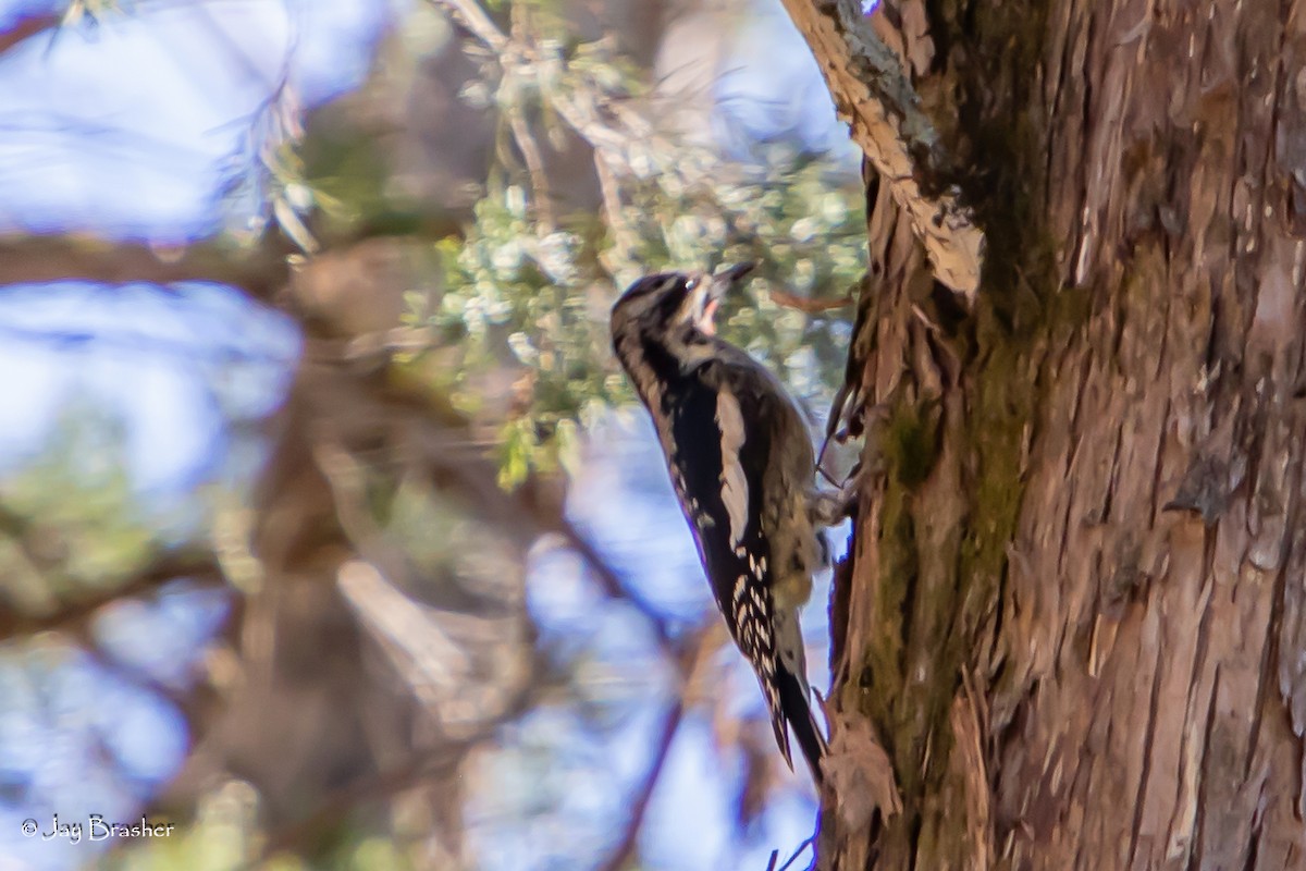 kanadasevjespett - ML646585237